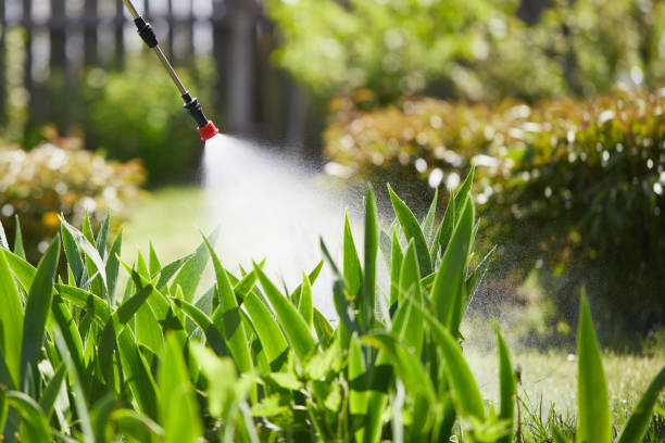 24/7 Emergency Termite Control experts in Window Rock, AZ